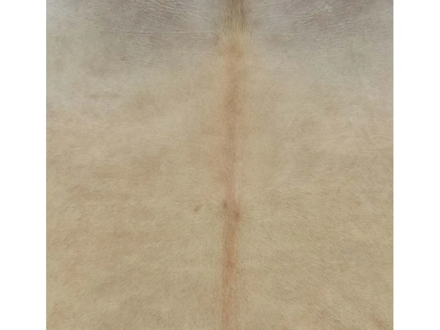 Alfombra de piel de vaca auténtica 150 x 170 cm Beige