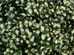 MCW Planta Artificial-Arbusto artificial -L77, Blanco