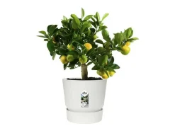 ELHO Macetero-Maceta exterior redonda Ø 24 x Alto 23 cm - Blanco