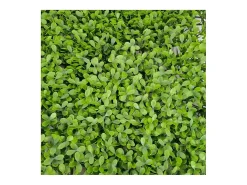 Pared de plantas artificiales - Modelo - Dimensiones : 50 x 50 cm Verde Outlet