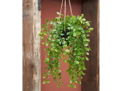 Best Mobilibrico Planta artificial colgante de Polipropileno - 24 x 10 x 81 - - FICUS Verde